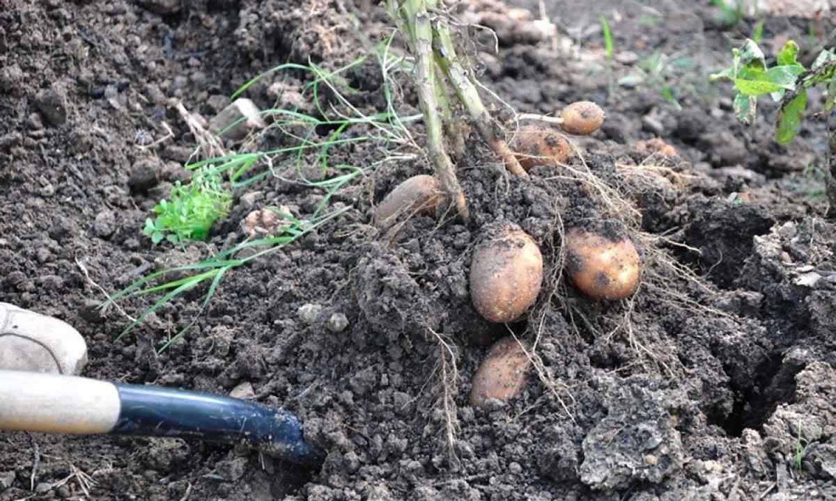 How to dig out potato