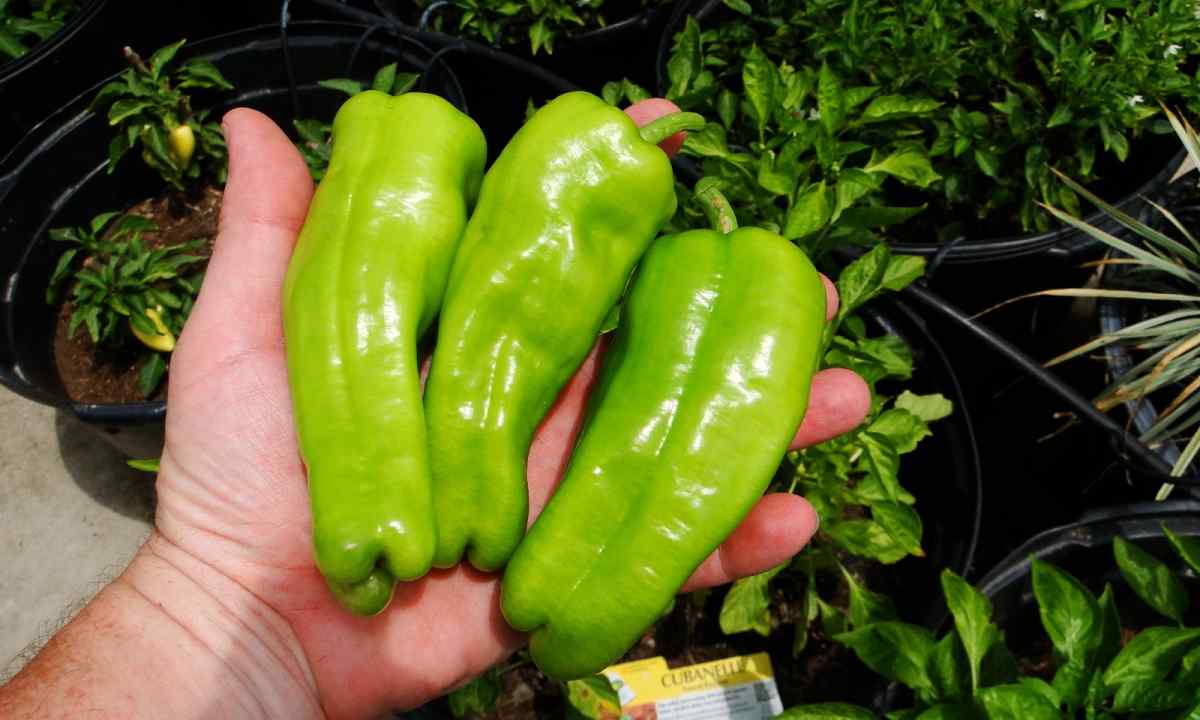 How to reap good harvest of pepper