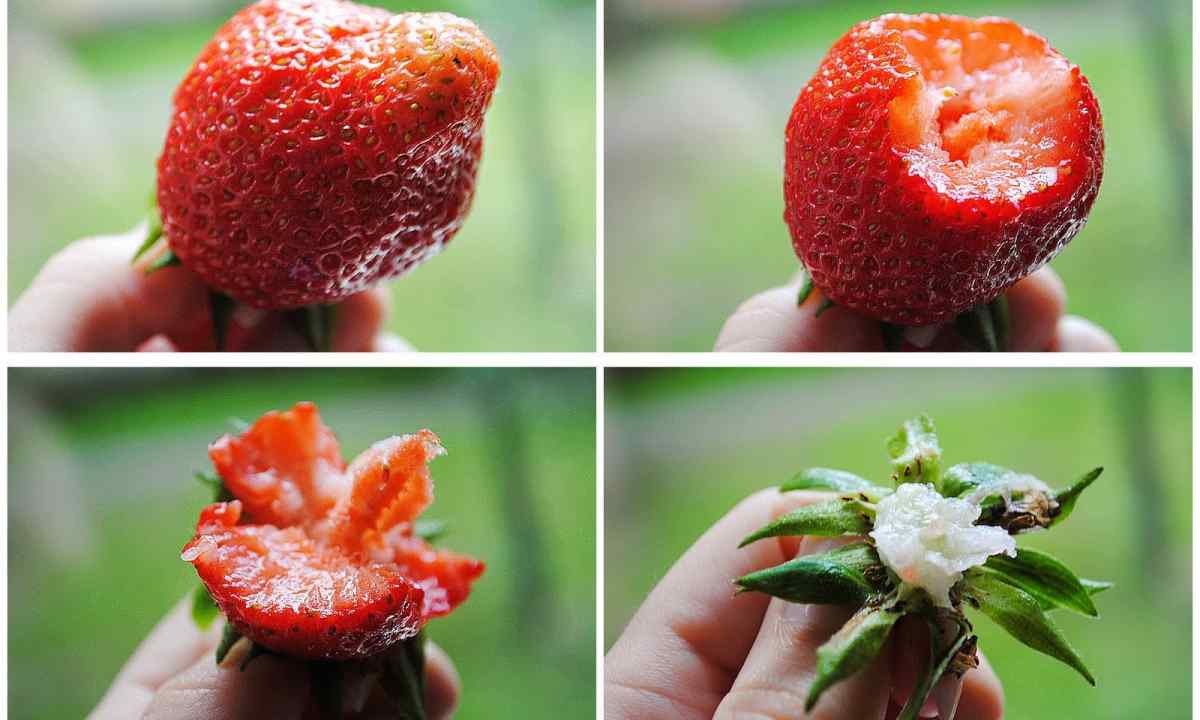 In what difference between strawberry and wild strawberry