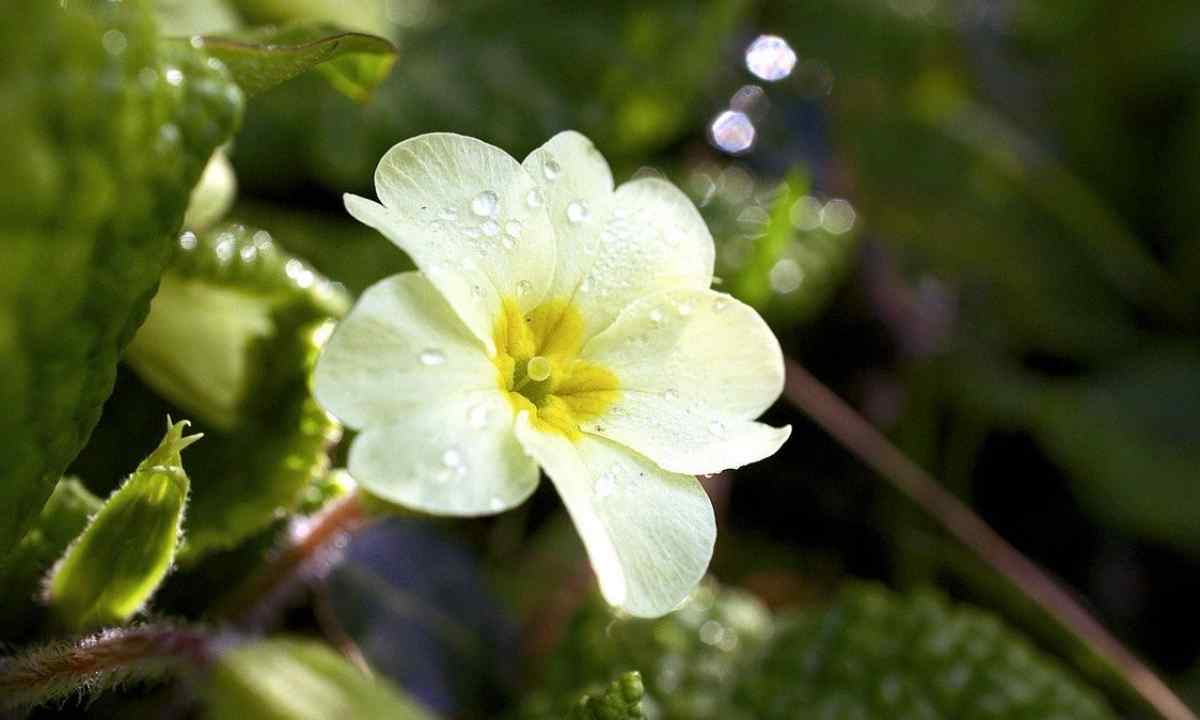 How to sow primrose