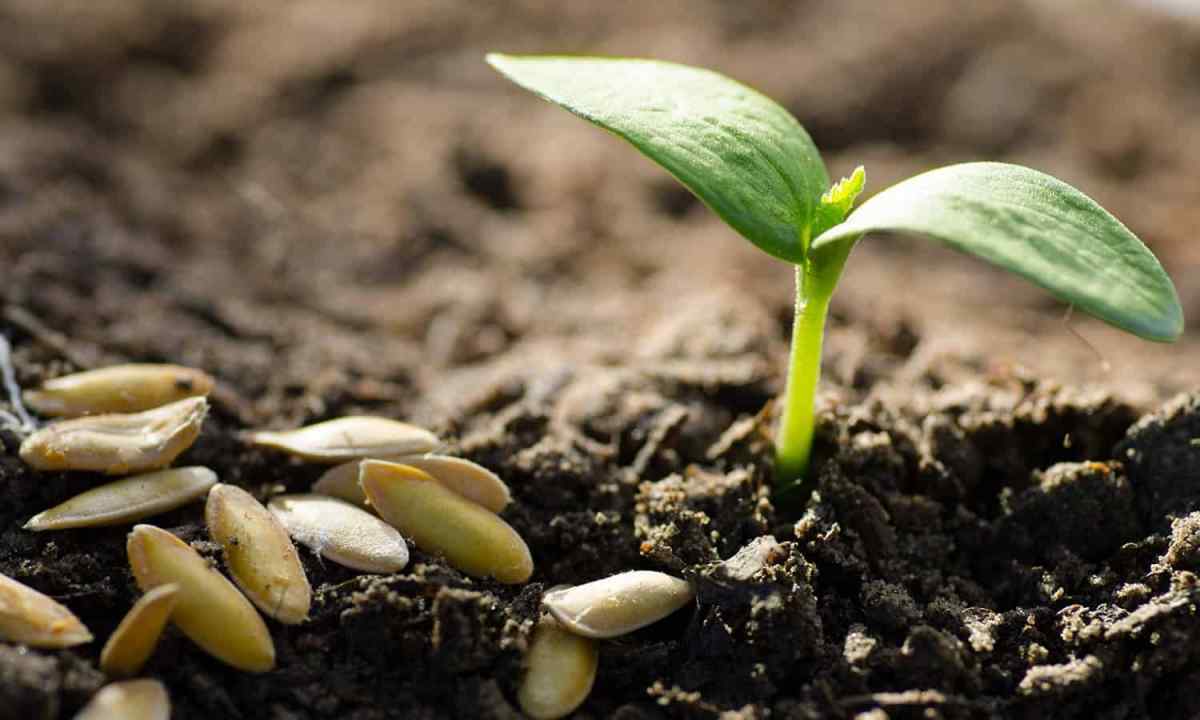 Important rules of cultivation of seedling