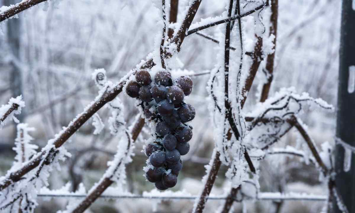 How to help grapes to winter