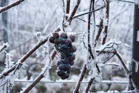 How to help grapes to winter