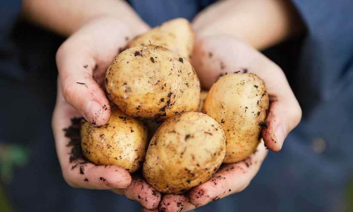 As it is necessary to grow up potatoes