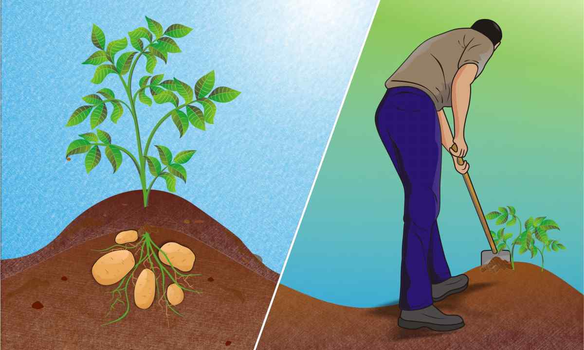 How to grow up a lot of potatoes