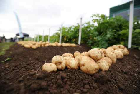 Councils for cultivation of potatoes