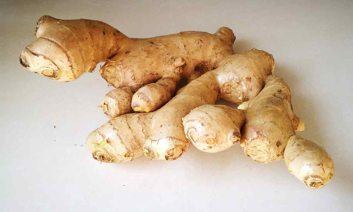 How to grow up ginger from root