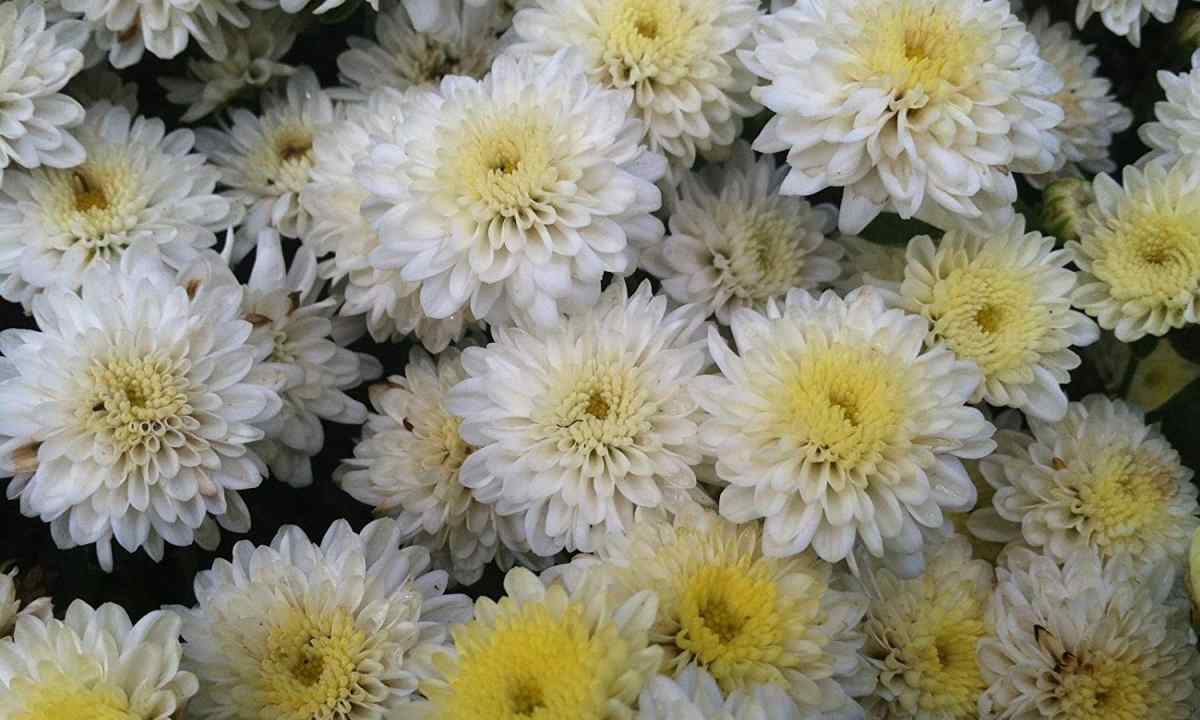 Chrysanthemum: rules of cultivation and leaving in the spring