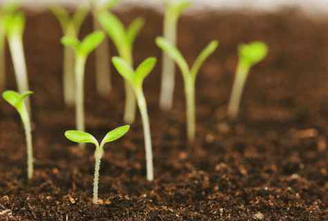 How to grow up strong and healthy seedling