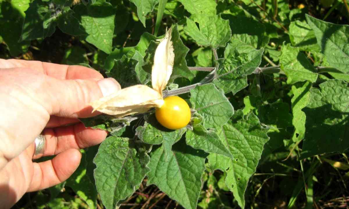How to grow up cape gooseberry