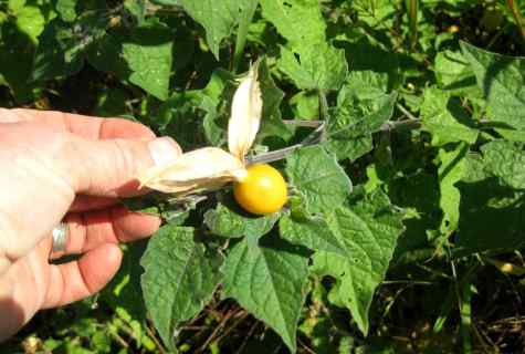 How to grow up cape gooseberry