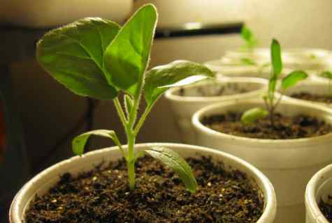 When to plant seeds of tomatoes on seedling
