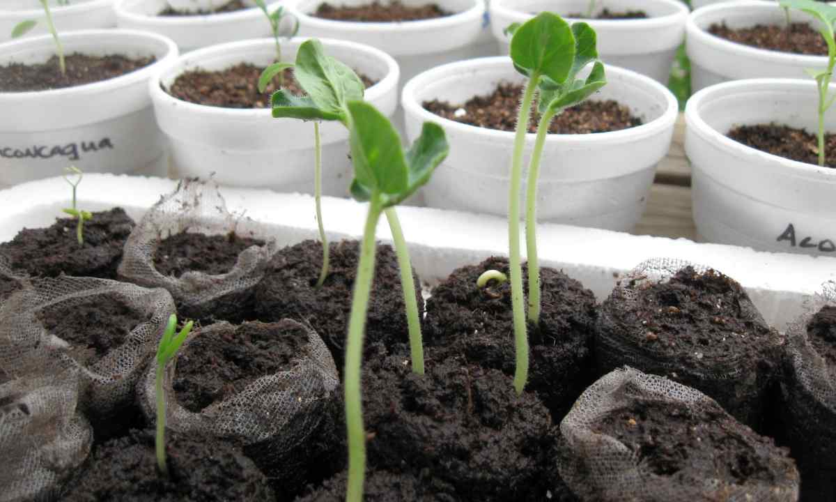 How to grow up and look after eustoma seedling