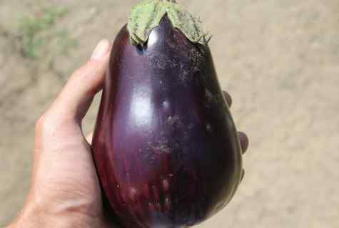 What grades of eggplants the most fruitful