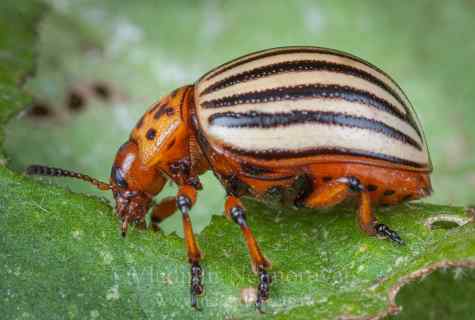 Methods of fight against Colorado beetle
