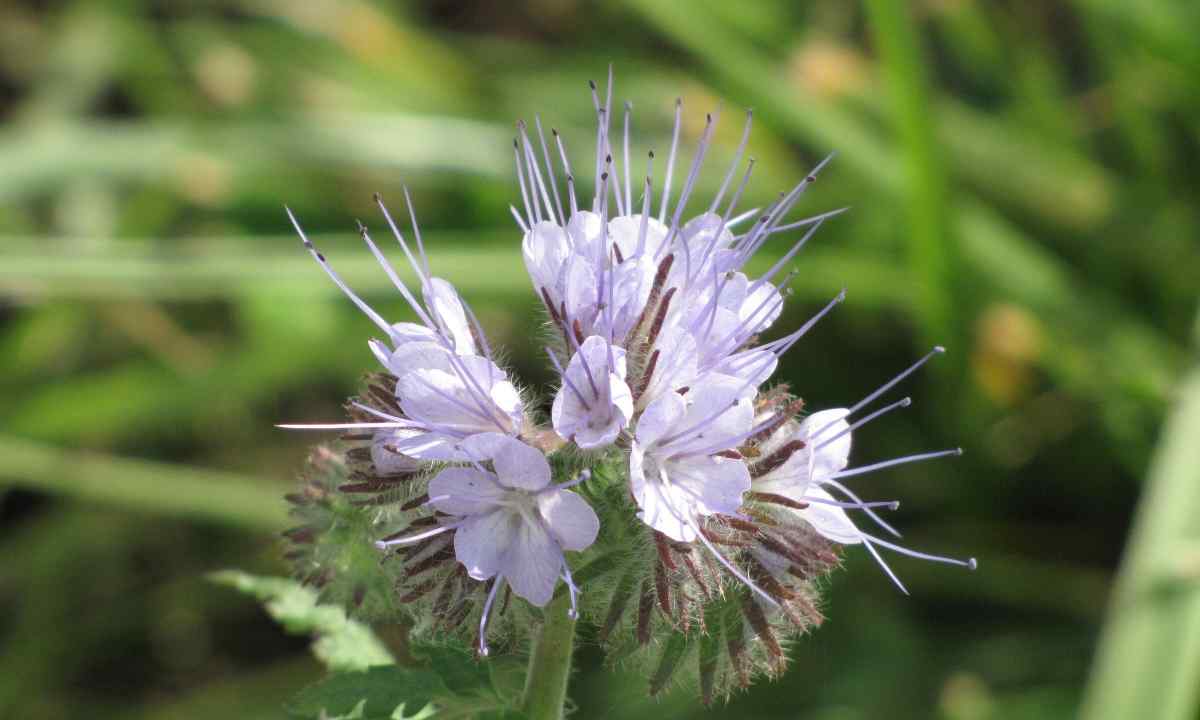 Fatseliya - useful flower for kitchen garden