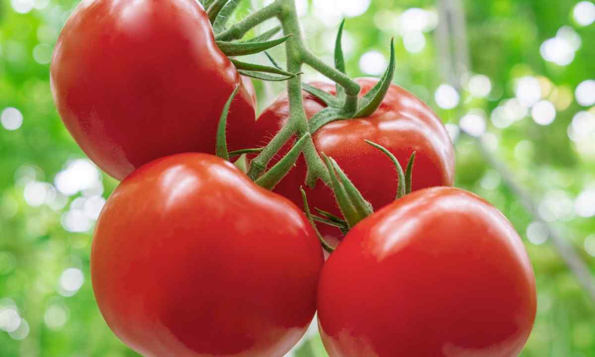 How to grow up large tomatoes: useful tips