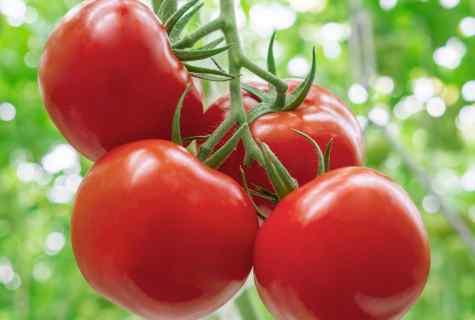 How to grow up large tomatoes: useful tips