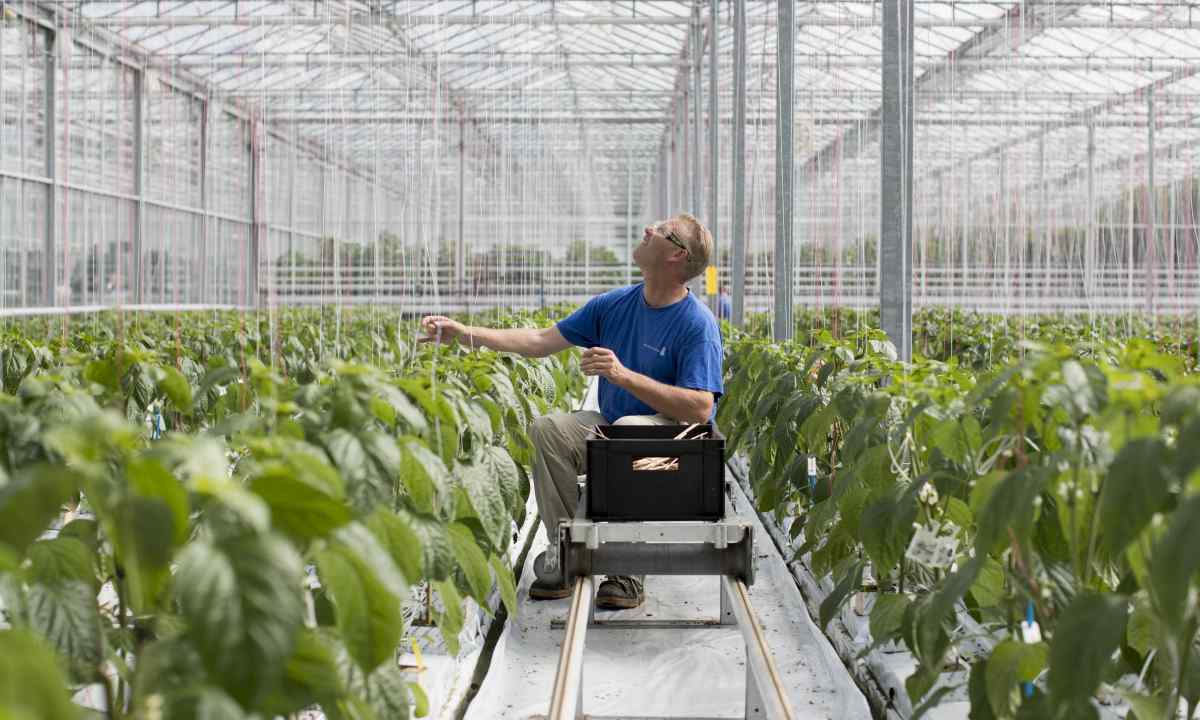 How to grow up vegetables in greenhouses