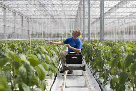 How to grow up vegetables in greenhouses