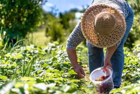 Organic fertilizers raise harvest twice