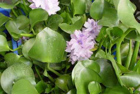 How to water hyacinth