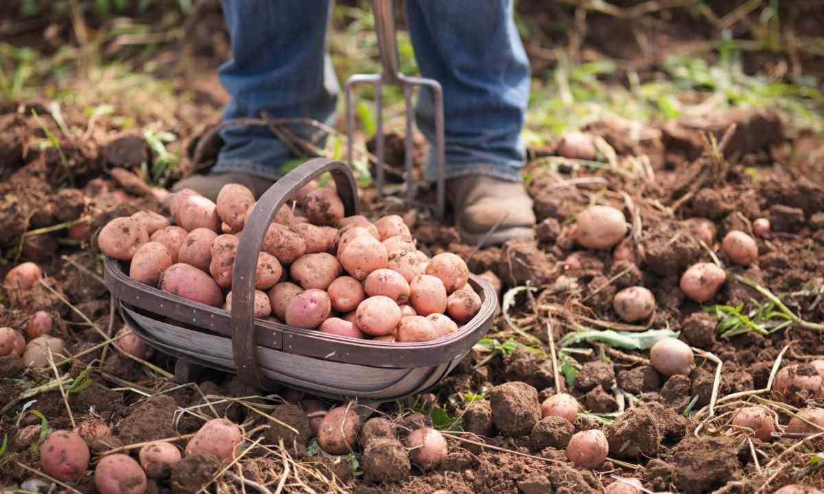 How to grow up good harvest of potatoes