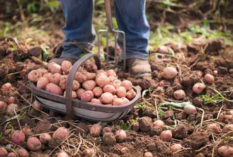 How to grow up good harvest of potatoes