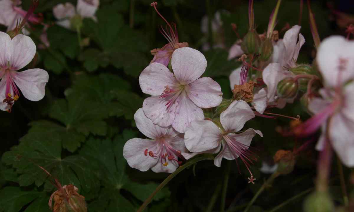 Features of cultivation of the Geranium