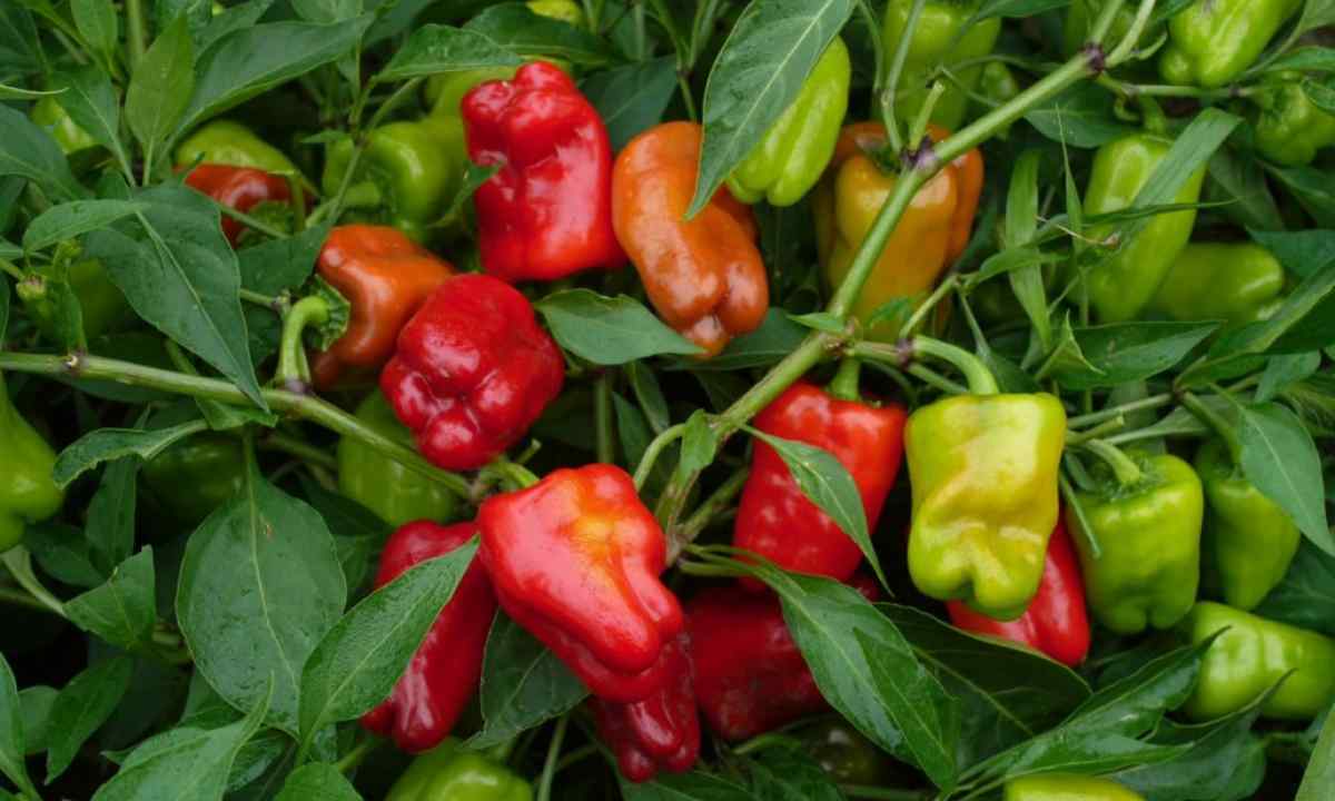 How and when it is necessary to plant pepper seeds