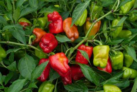 How and when it is necessary to plant pepper seeds