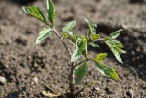 How to grow up seedling of pepper and tomato from seeds