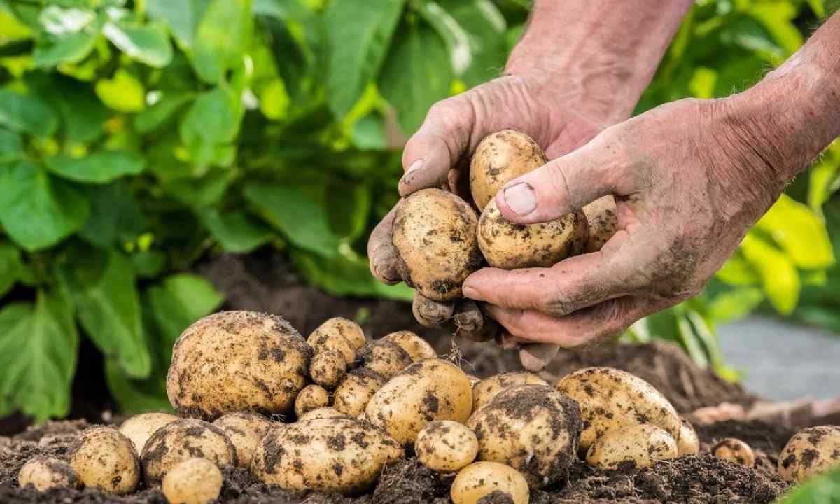 How to choose time for earthing up of potatoes