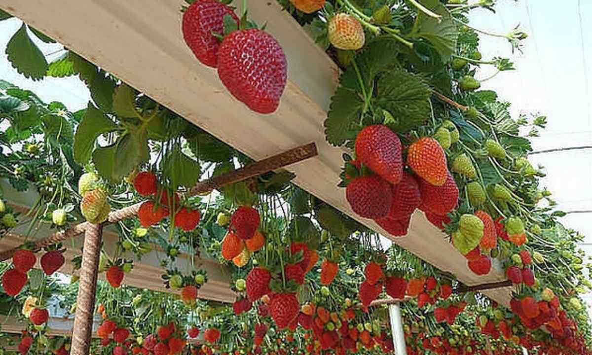 Grades of remontant wild strawberry for vertical registration of garden