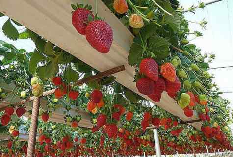 Grades of remontant wild strawberry for vertical registration of garden