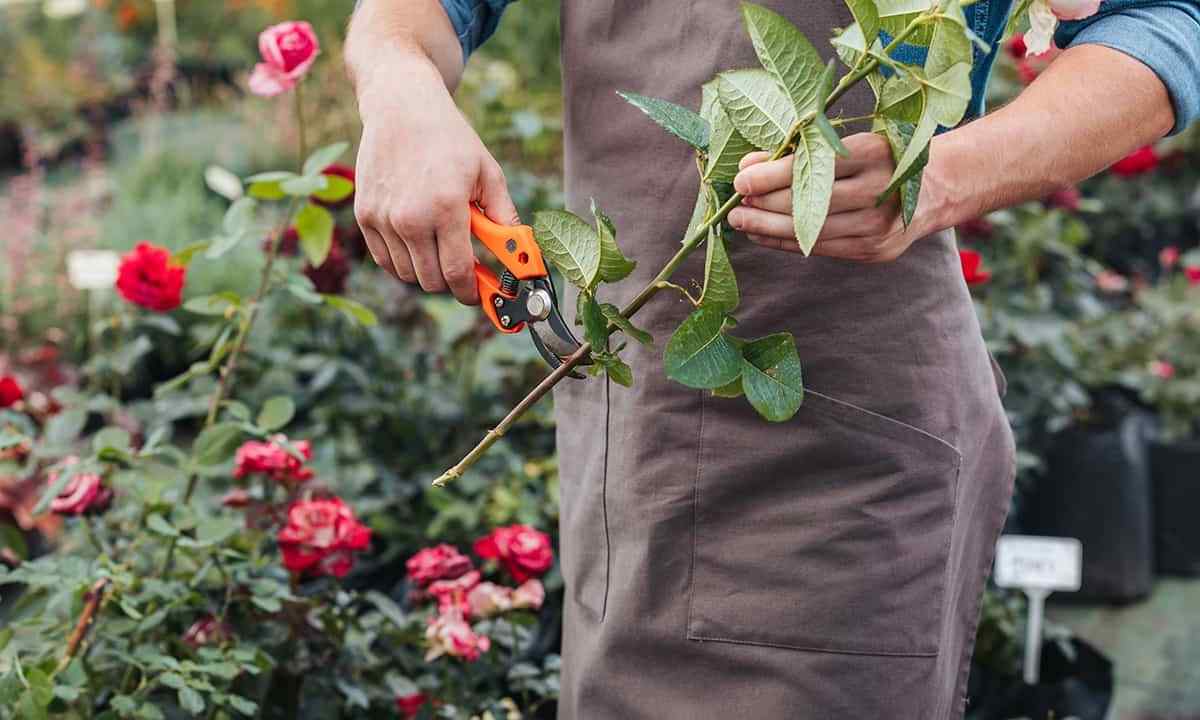 How to keep pletisty roses