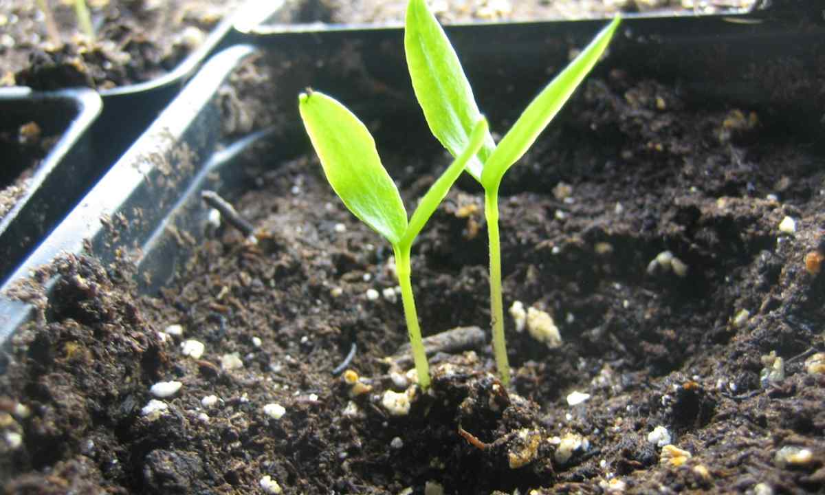 Why seedling of pepper turns yellow