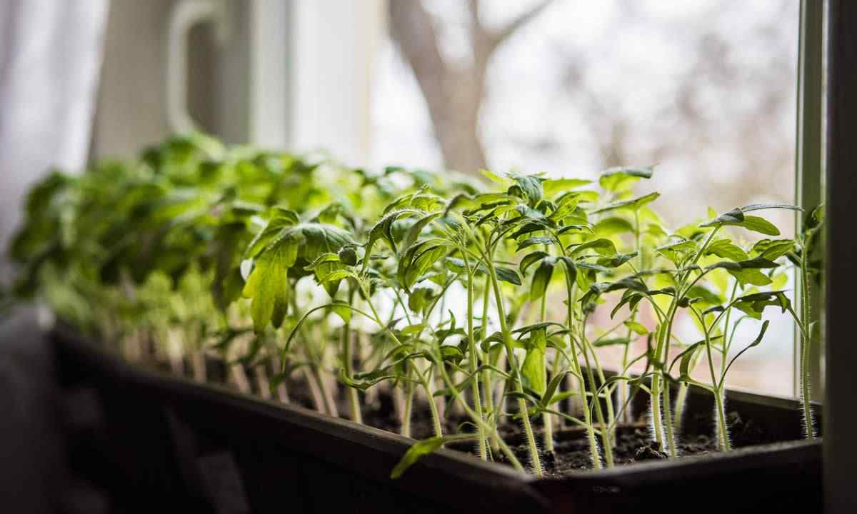 How often to water seedling of tomatoes and cucumbers on windowsill
