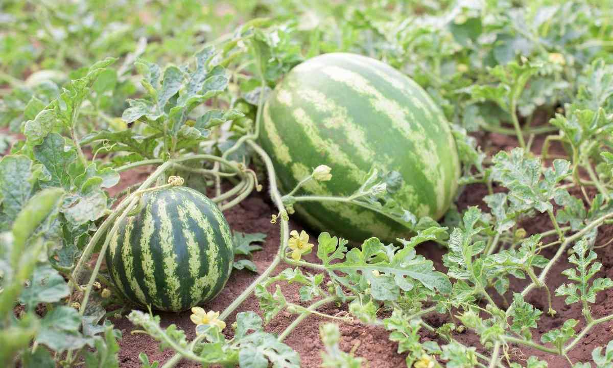 Watermelon: landing and leaving