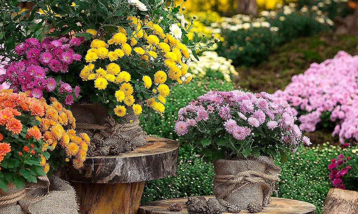 Care for chrysanthemum in garden in the spring