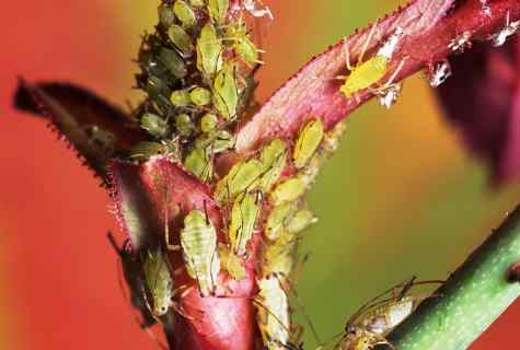 How to struggle with plant louse on roses