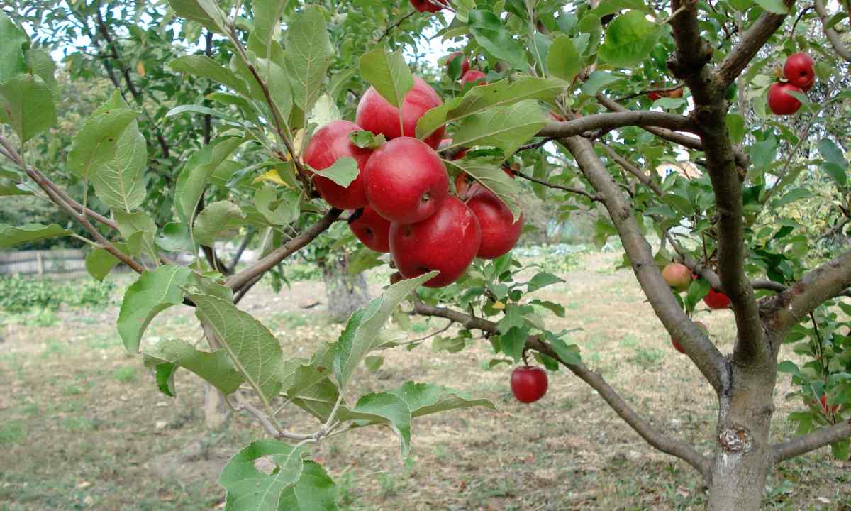 How to protect apple-tree