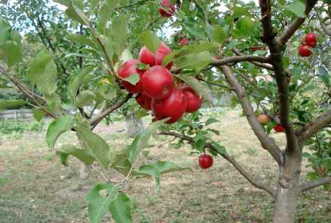 How to protect apple-tree