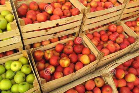 How to store winter grades of apples