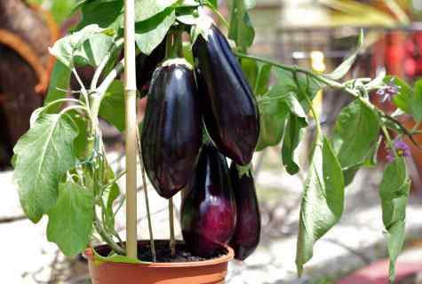 How to look after eggplants in the greenhouse
