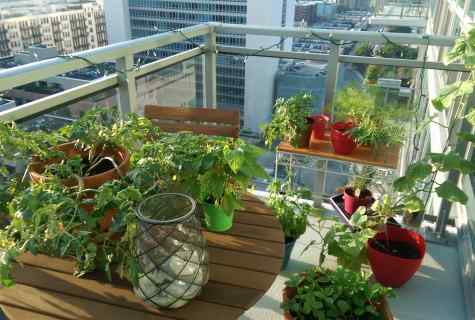 How to grow up tomatoes on the balcony
