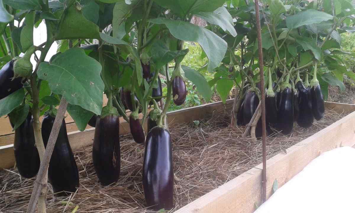 Cultivation of eggplants