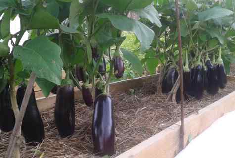 Cultivation of eggplants