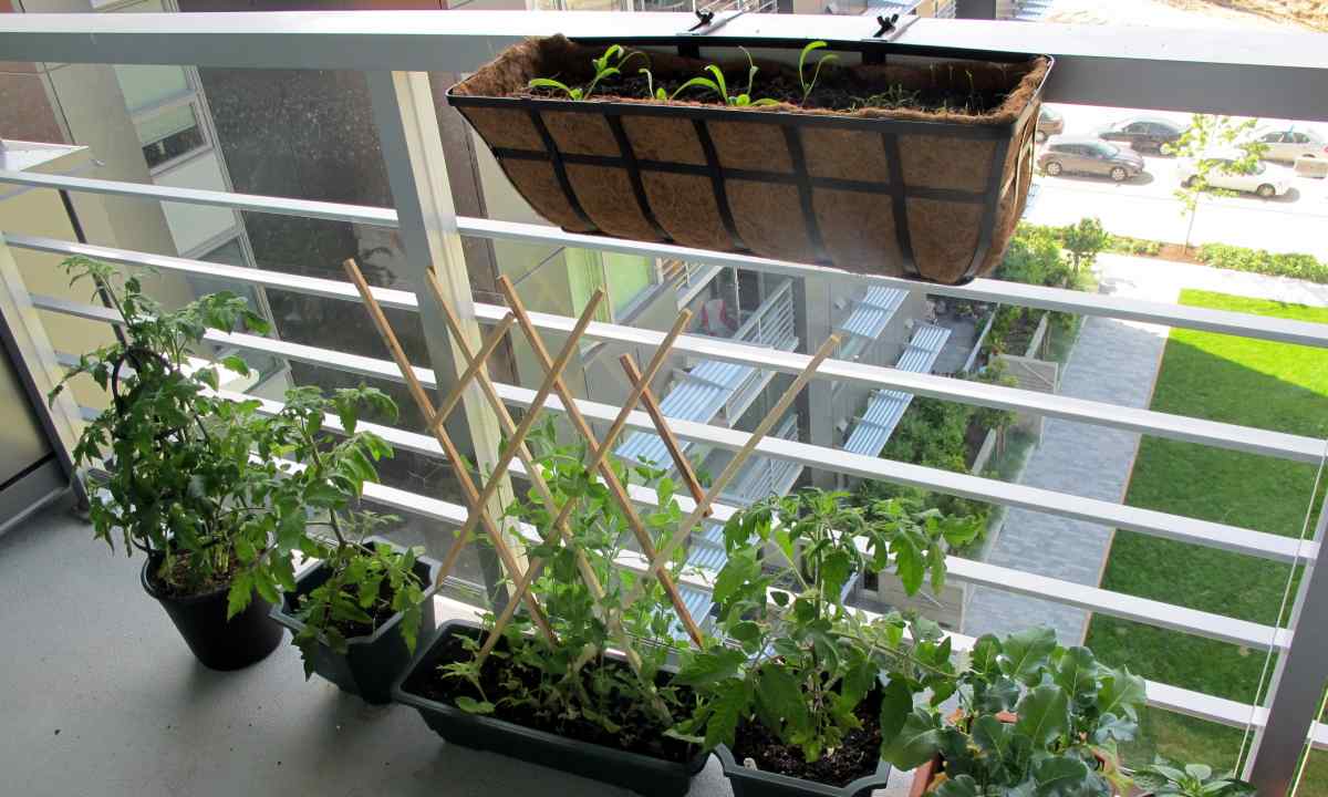 How to grow up kitchen garden on the balcony