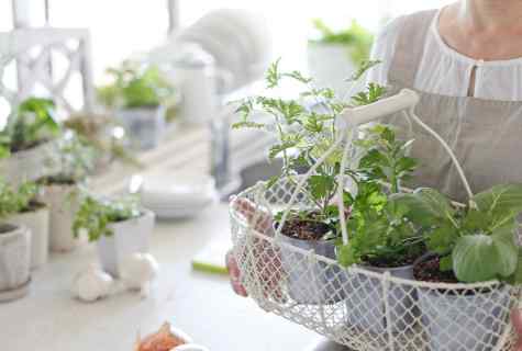 How to plan landing of kitchen garden and to choose seeds